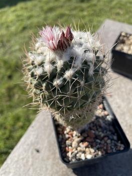 Turbinicarpus hoferi